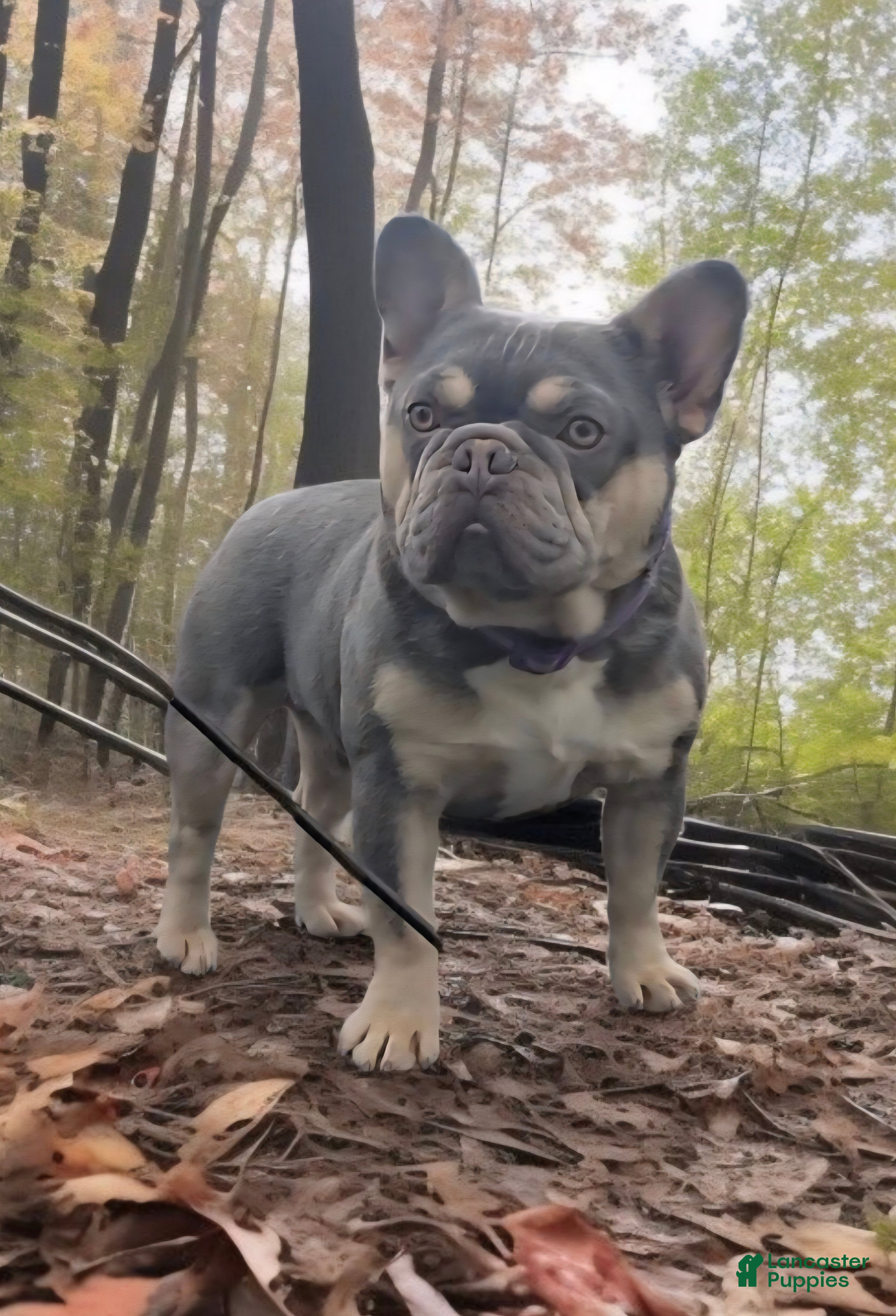 French Bulldog dogs French Bulldog 1 puppies - Ad 22