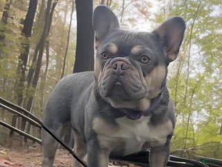 French Bulldog dogs French Bulldog 1 puppies - Ad 19