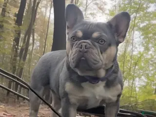 French Bulldog dogs French Bulldog 1 puppies - Ad 3