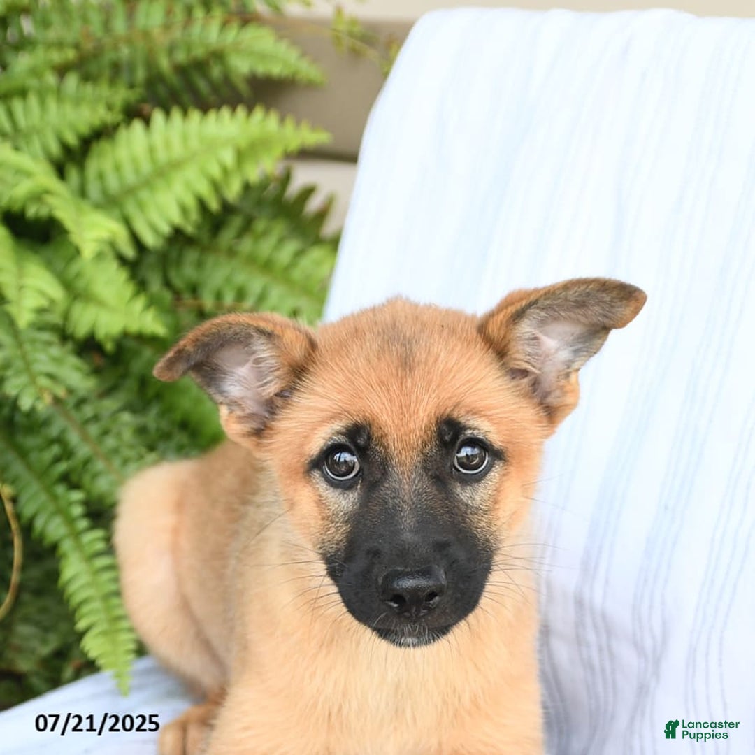 Mixed Breed dogs for sale: Thea - Ad 10