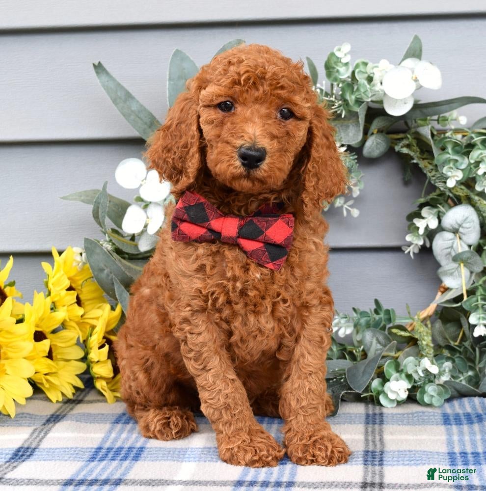 Standard Poodle dogs Romeo - Ad 1