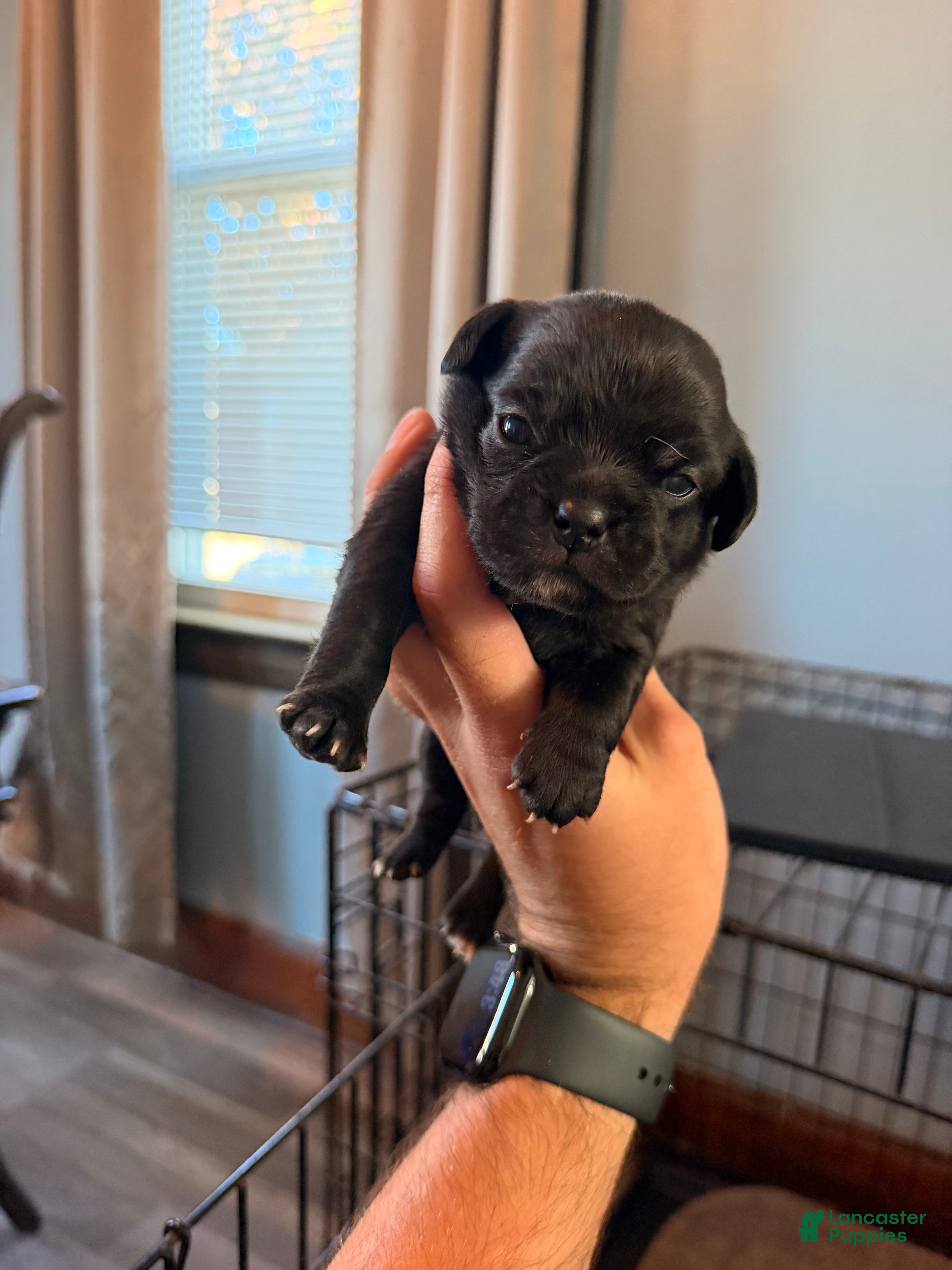 Mixed Breed dogs for sale: Chug 4 - Ad 1