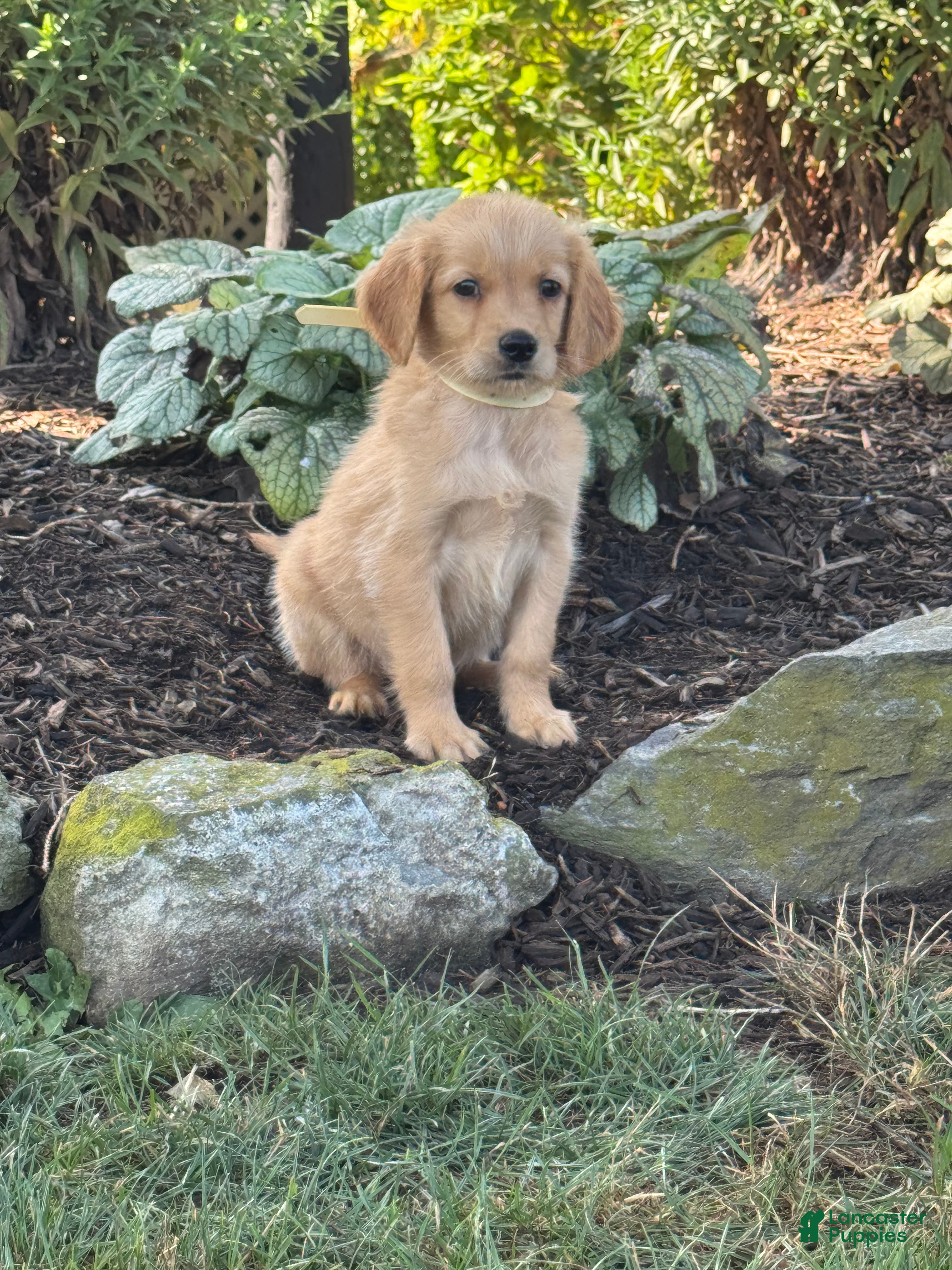Golden Retriever dogs Kyle - Ad 2