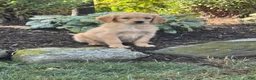 Golden Retriever dogs for sale: Kyle - Ad 2
