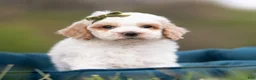 Maltipoo dogs for sale: Dash - Ad 4