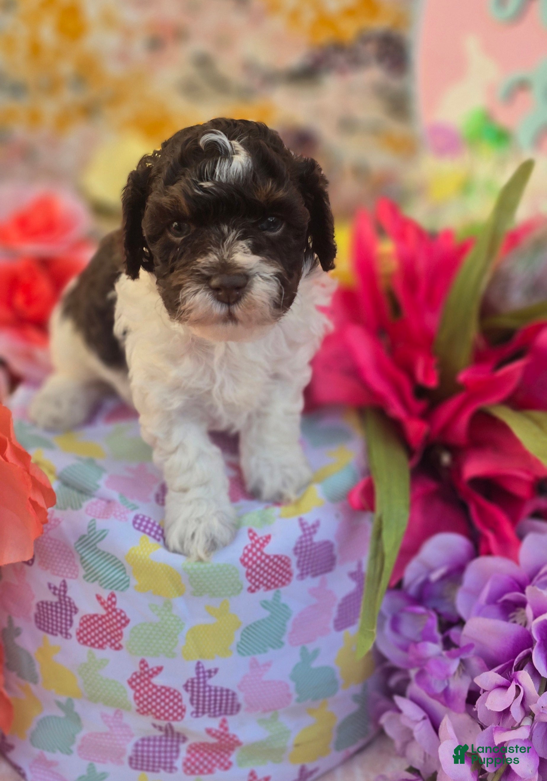 Havapoo dogs Biscotti  - Ad 26