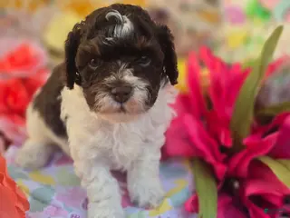 Havapoo dogs Biscotti - Ad 26