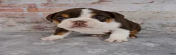 Beabull dogs for sale: Gracie - Ad 5