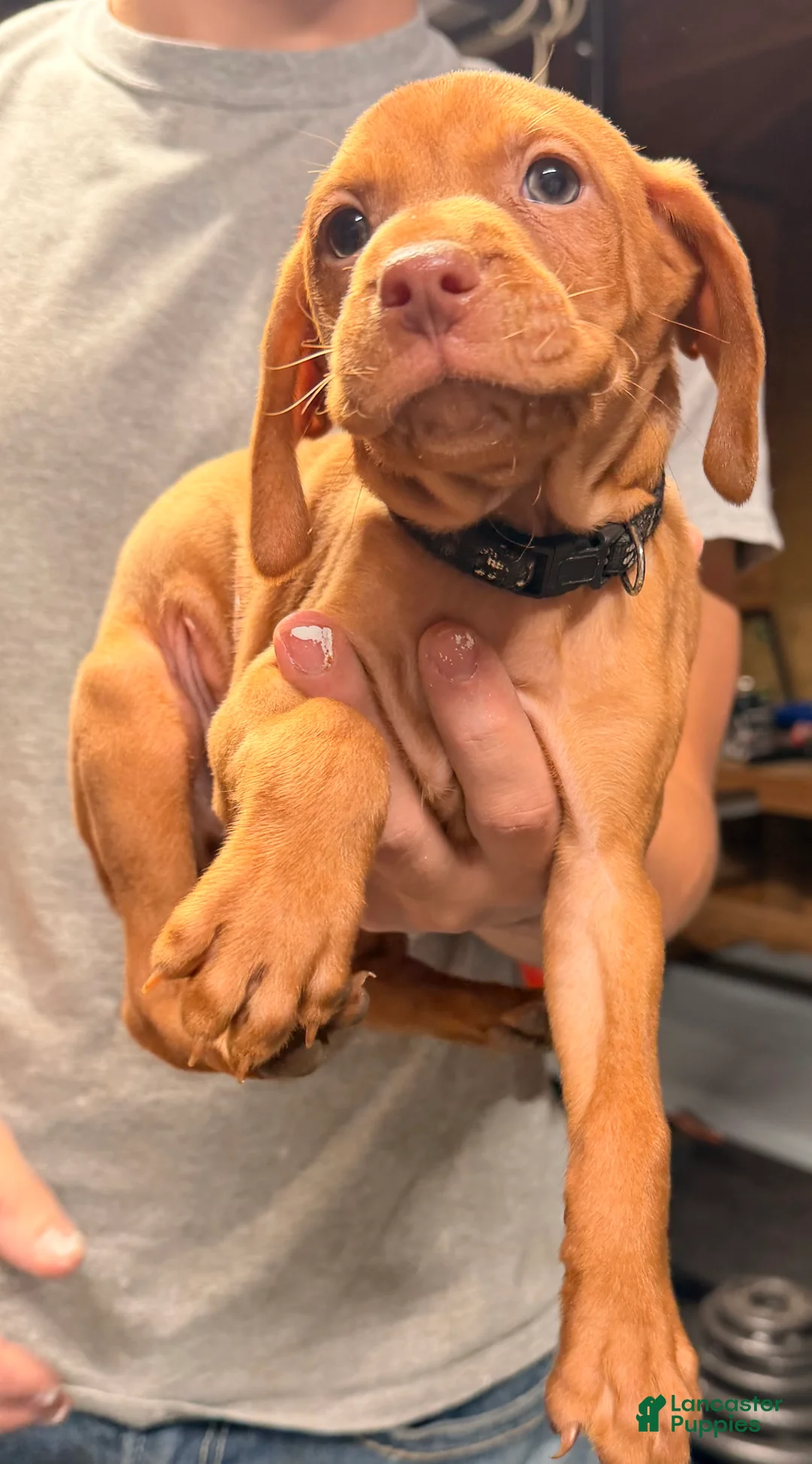 Vizsla dogs for sale: Black Male - Ad 3