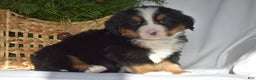 Bernese Mountain Dog dogs for sale: Ryder - Ad 5