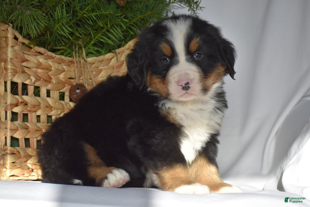 Bernese Mountain Dog dogs for sale: Ryder - Ad 5