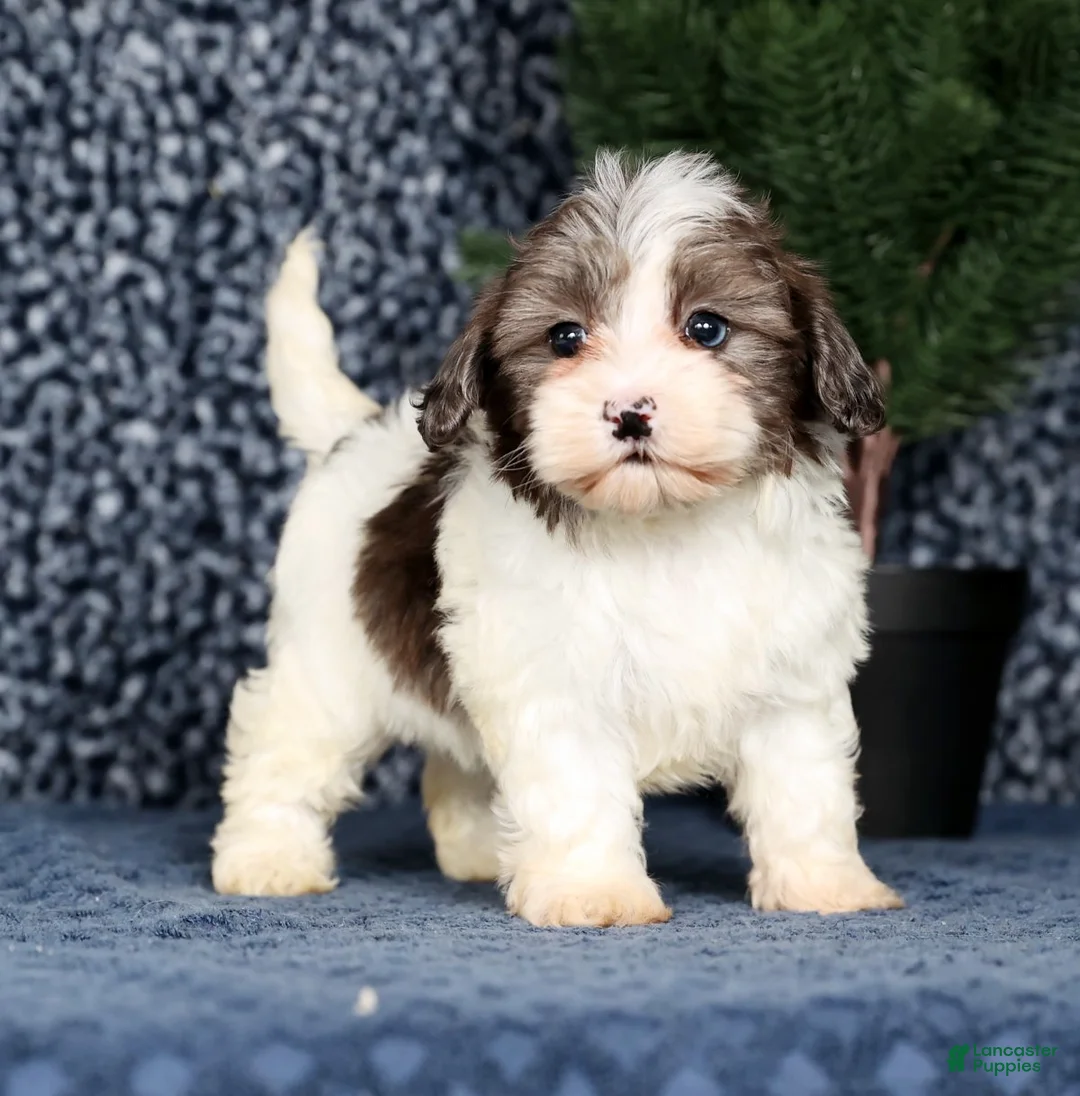 Havapoo dogs for sale: Lainey - Ad 1