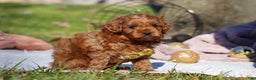 Cavapoo dogs for sale: Archie - Ad 6