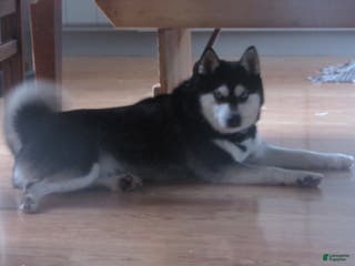 Alaskan Klee Kai dogs Alaskan Klee Kai sire Cody - Ad 1
