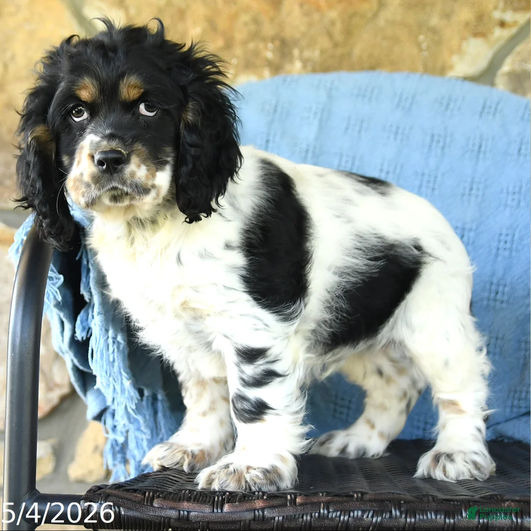 Cocker Spaniel dogs for sale: Mitch - Ad 2