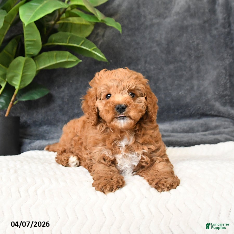 Cavapoo dogs Bo  - Ad 2
