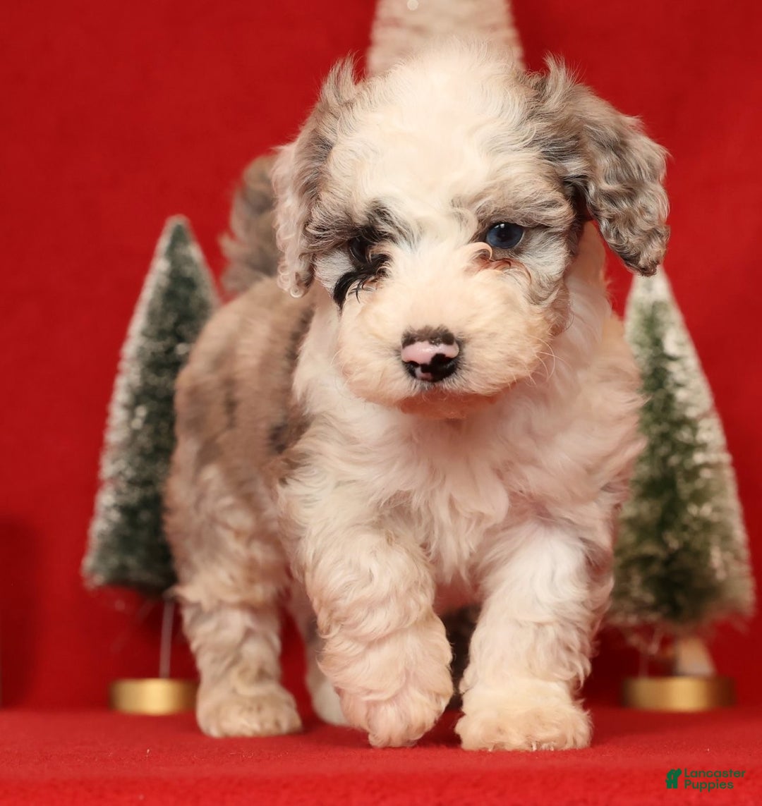 Miniature Poodle dogs for sale: Asher - Ad 5
