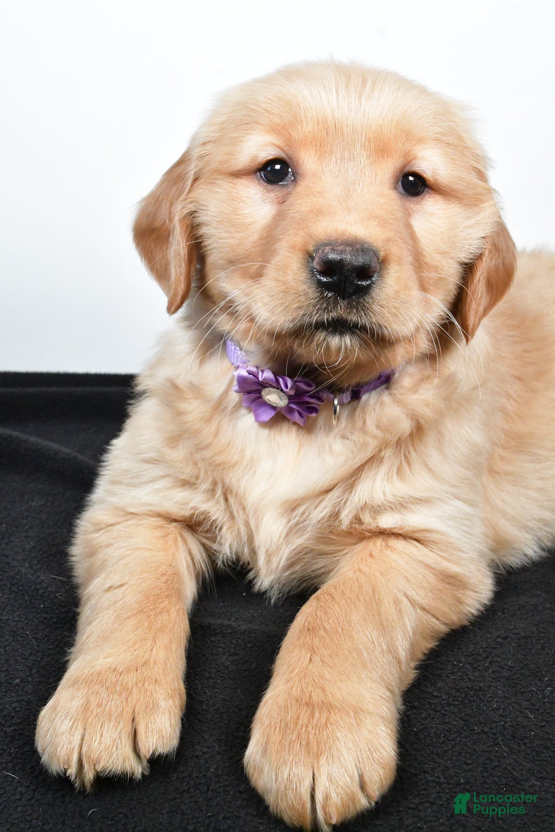 Golden Retriever dogs for sale: Jana - Ad 6
