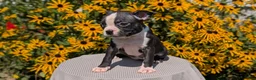Boston Terrier dogs for sale: Twila  - Ad 5