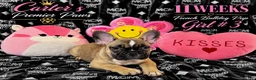 French Bulldog dogs for sale: French Bulldog 3 sassy  - Ad 2