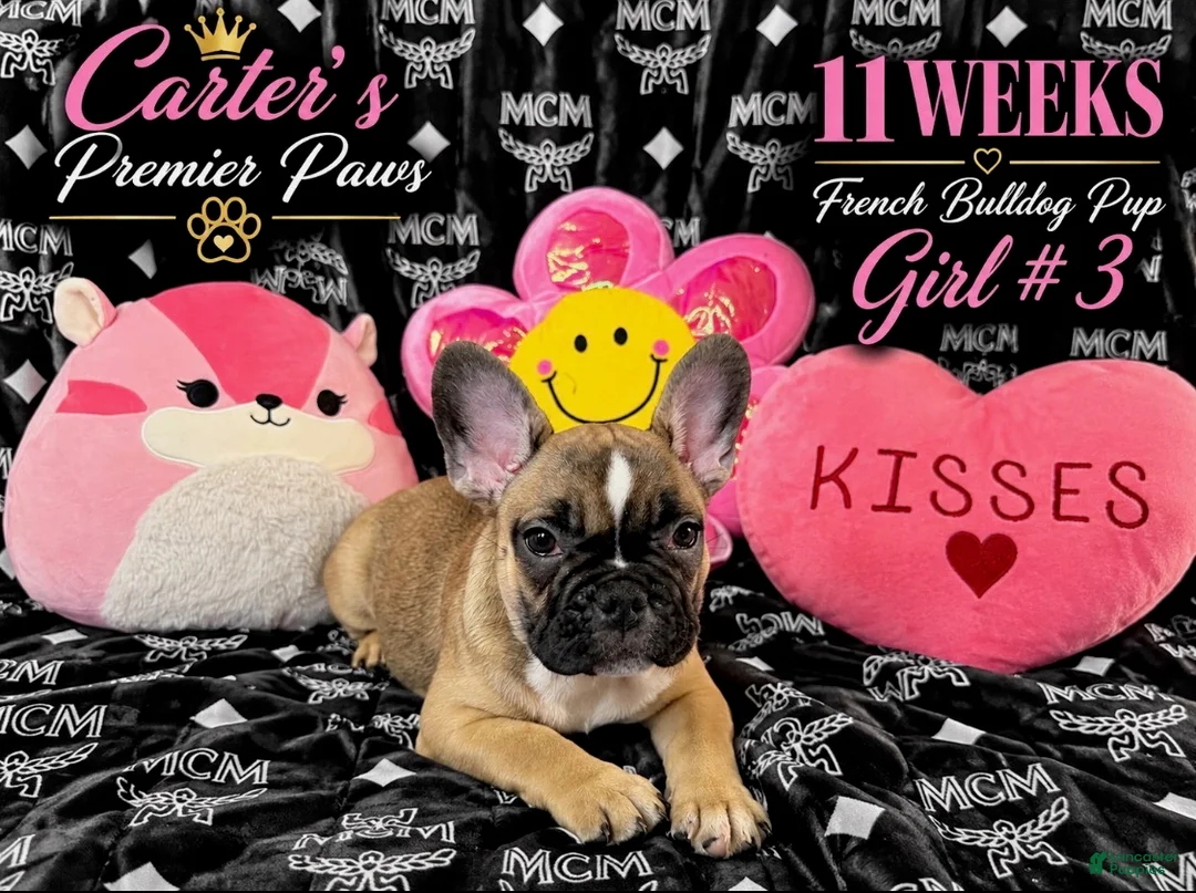 French Bulldog dogs for sale: French Bulldog 3 sassy  - Ad 2
