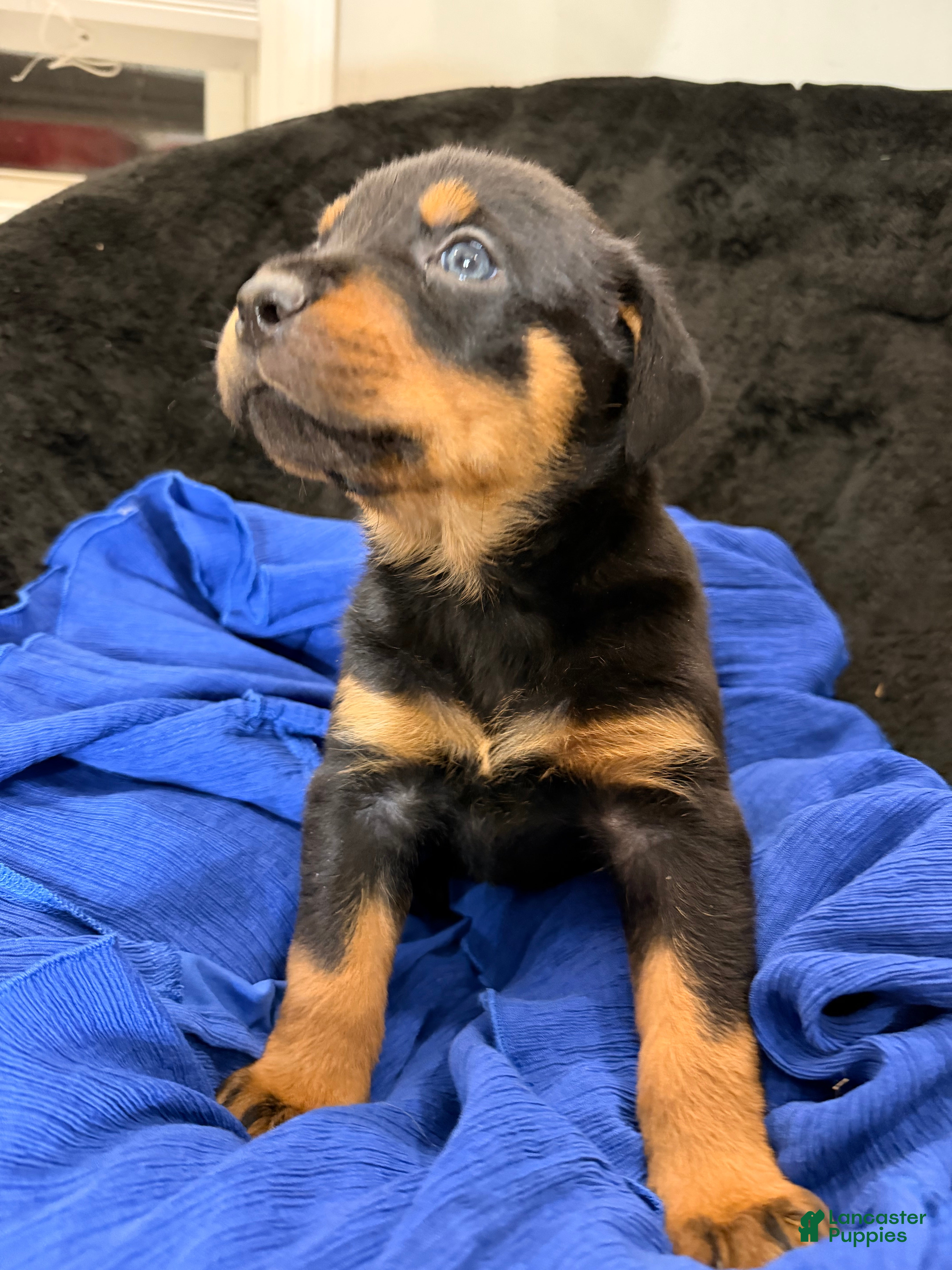 Rottweiler dogs Rottweiler Puppy 5 - Ad 2