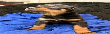 Rottweiler Puppy 5