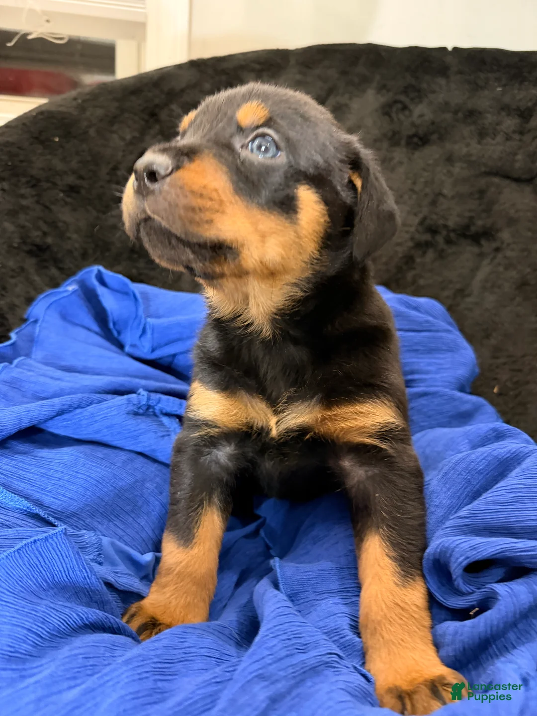 Rottweiler dogs for sale: Rottweiler Puppy 5 - Ad 1