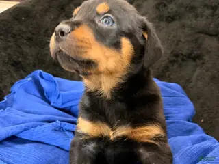 Rottweiler dogs Rottweiler Puppy 5 - Ad 2