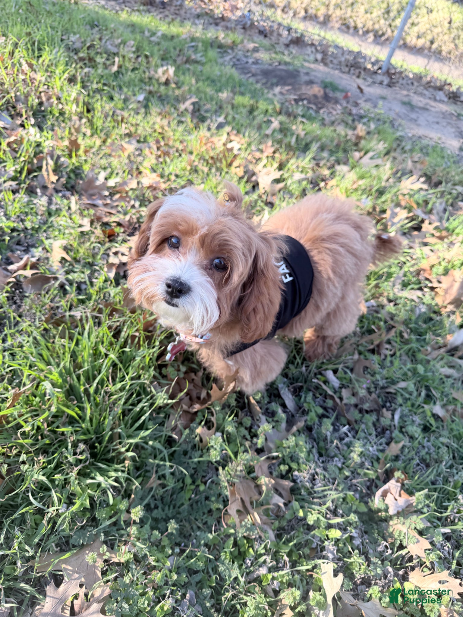 Mixed Breed dogs Mixed Breed Puppy 3 - Ad 17