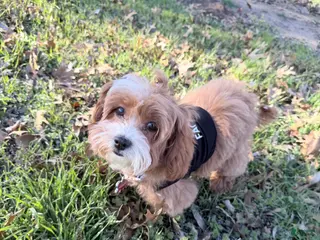 Mixed Breed dogs Mixed Breed Puppy 3 - Ad 11