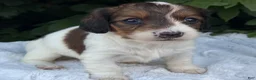 Miniature Dachshund dogs for sale: Nicki - Ad 3