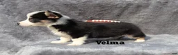 Welsh Corgi Pembroke dogs for sale: Velma - Ad 5
