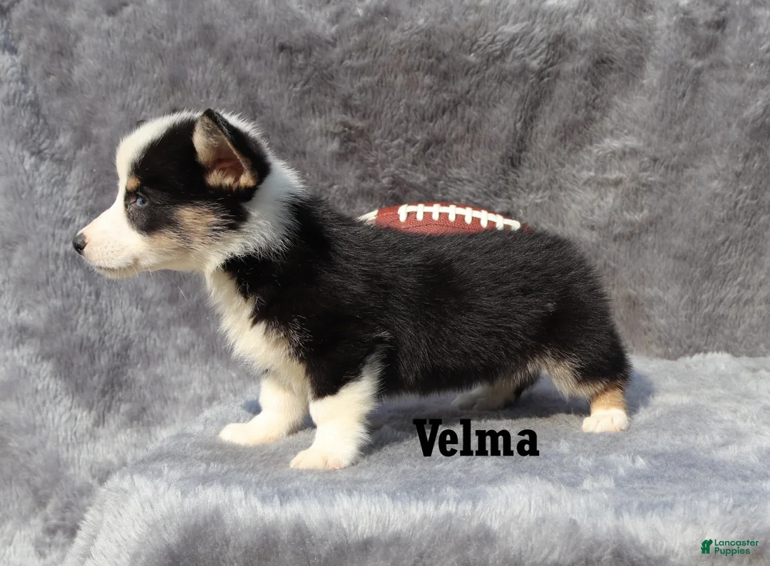 Welsh Corgi Pembroke dogs for sale: Velma - Ad 5