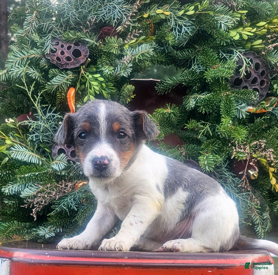 Jackapoo dogs for sale: Christopher - Ad 1