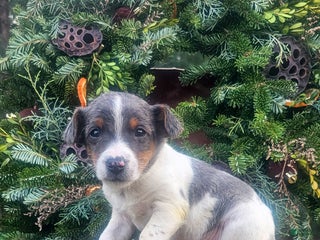 Jackapoo dogs Christopher - Ad 2