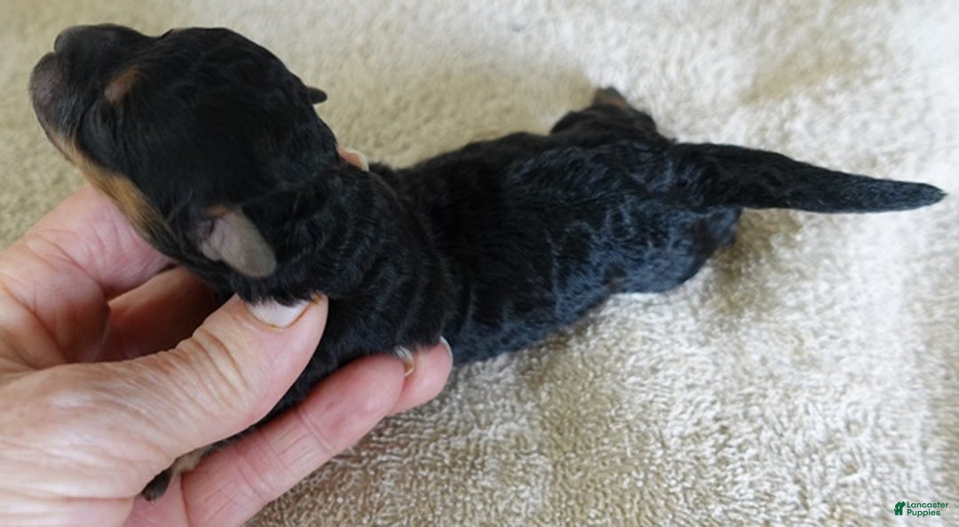 Maltipoo dogs for sale: Aurora - Ad 5