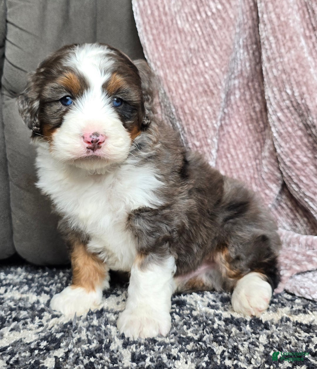 Mini Bernedoodle dogs for sale: Mini Bentley - Ad 12