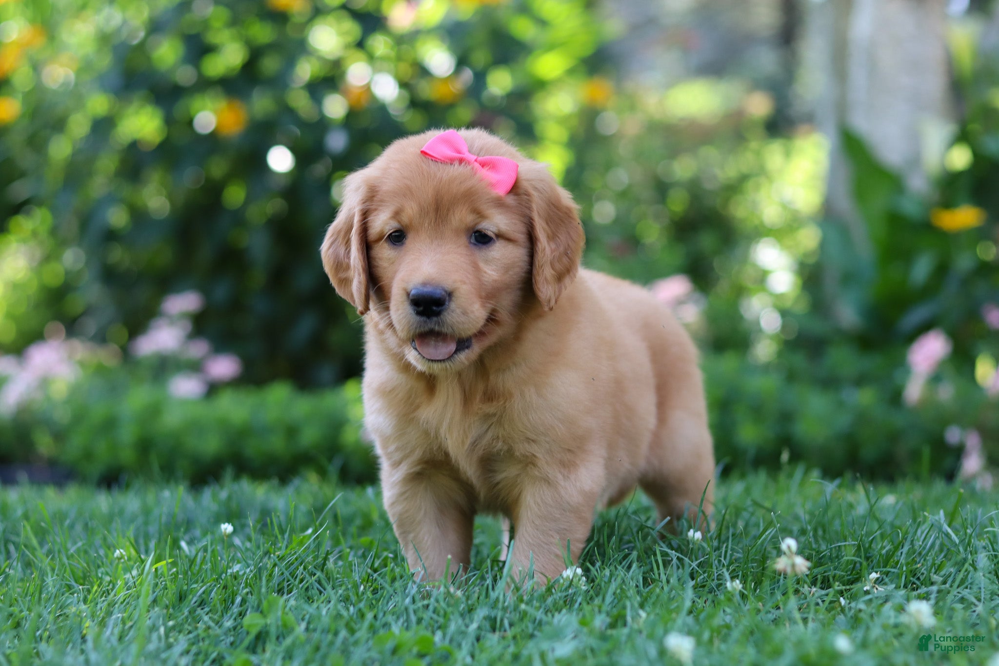 Golden Retriever dogs Sage - Ad 1
