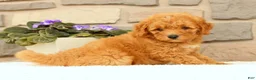 Mini Goldendoodle dogs for sale: Cora - Ad 5