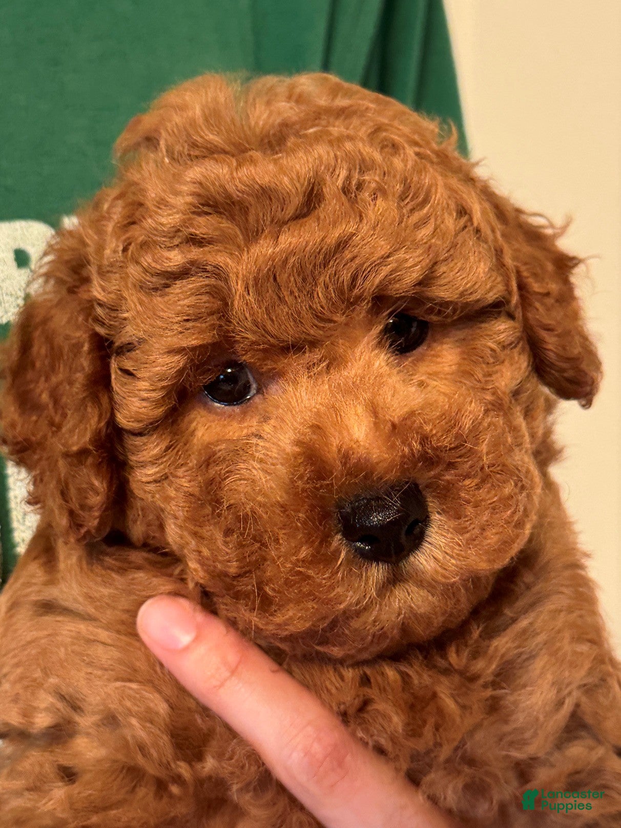 Miniature Labradoodle dogs Aiden - Ad 1