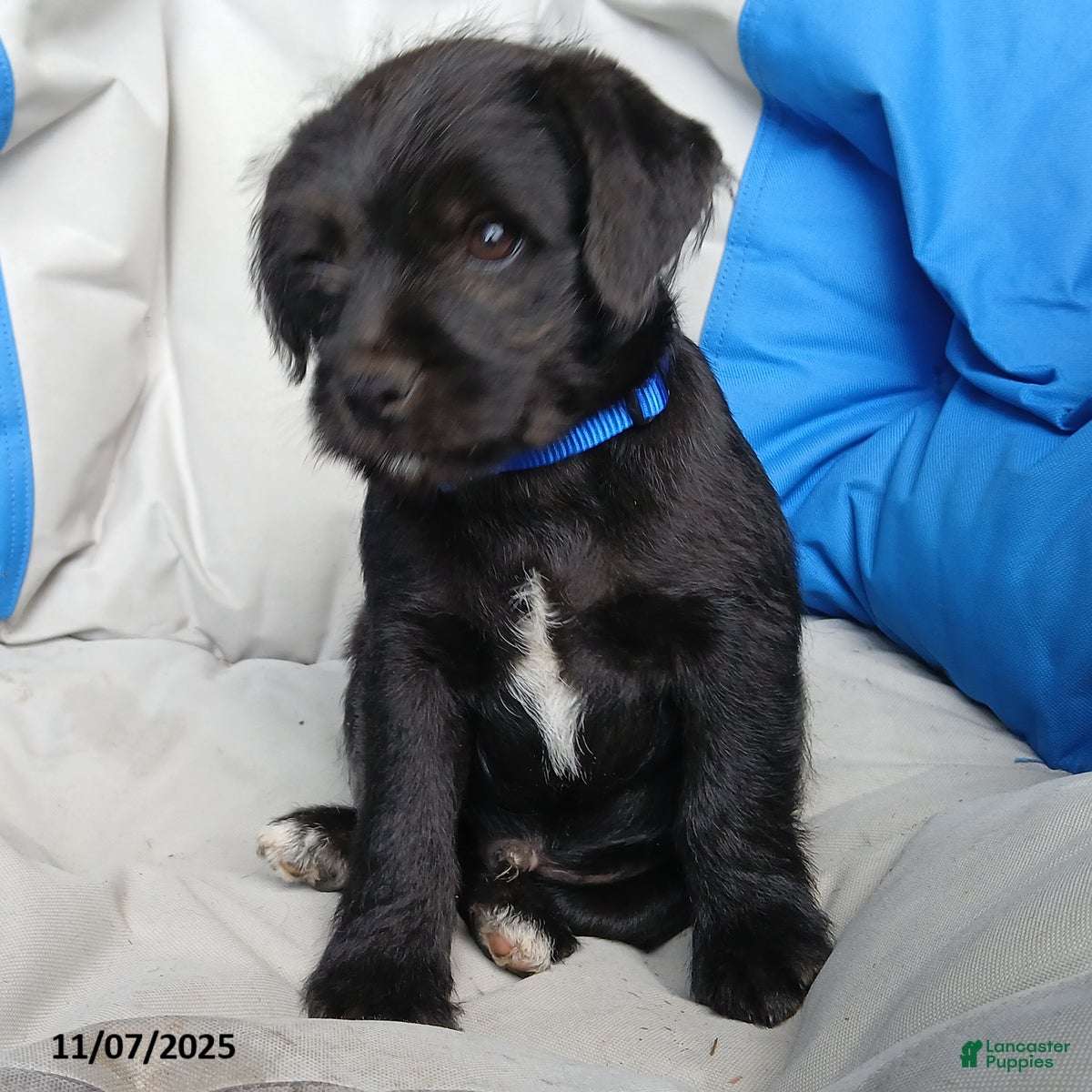 Puggle dogs Teddy - Ad 2