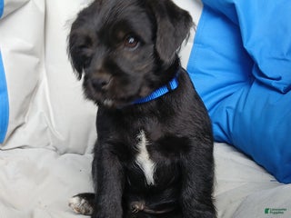 Puggle dogs Teddy - Ad 4