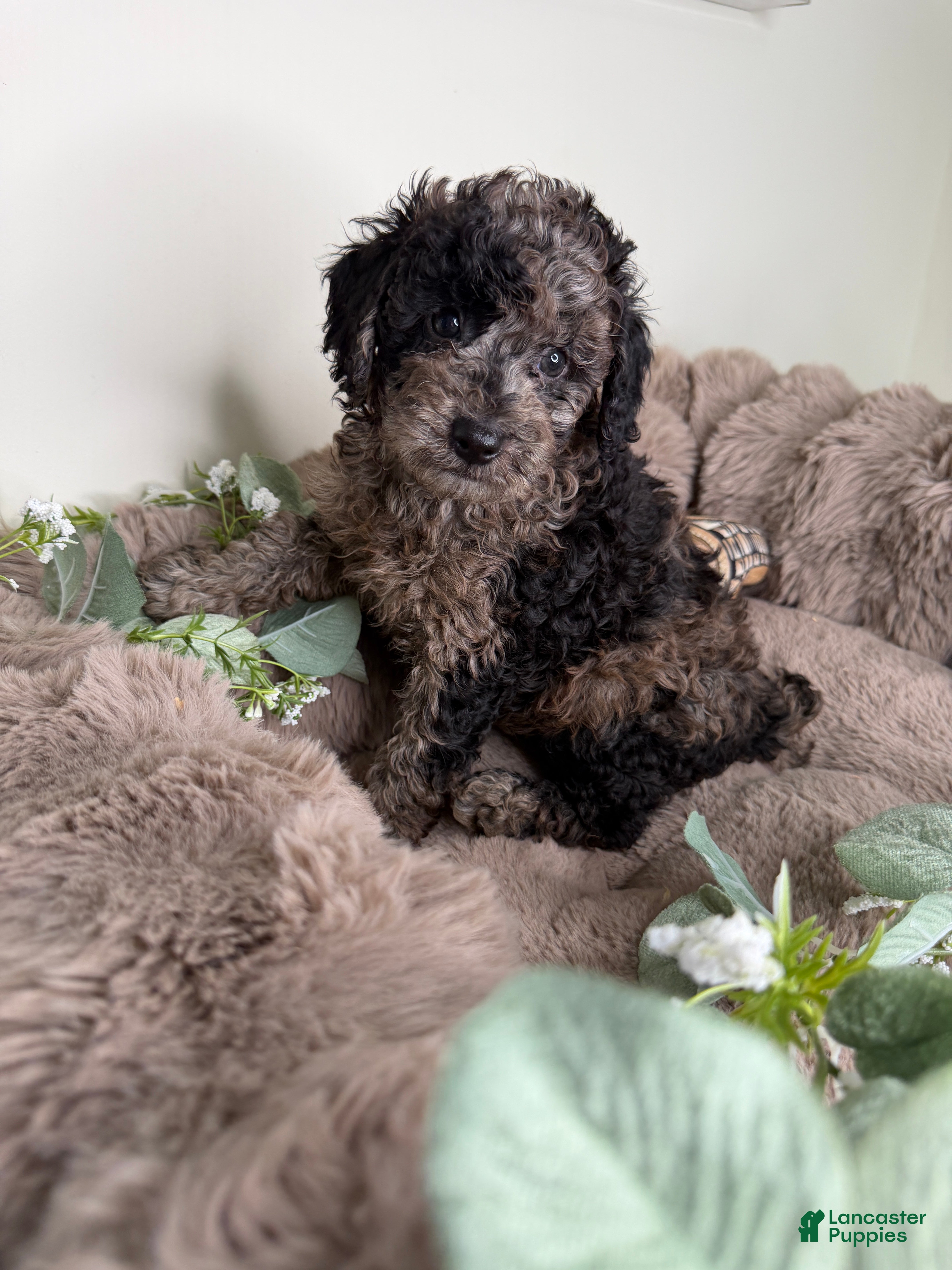 Toy Poodle dogs Apollo - Ad 1
