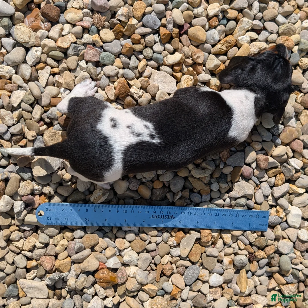 Miniature Dachshund dogs for sale: Maple - Ad 8