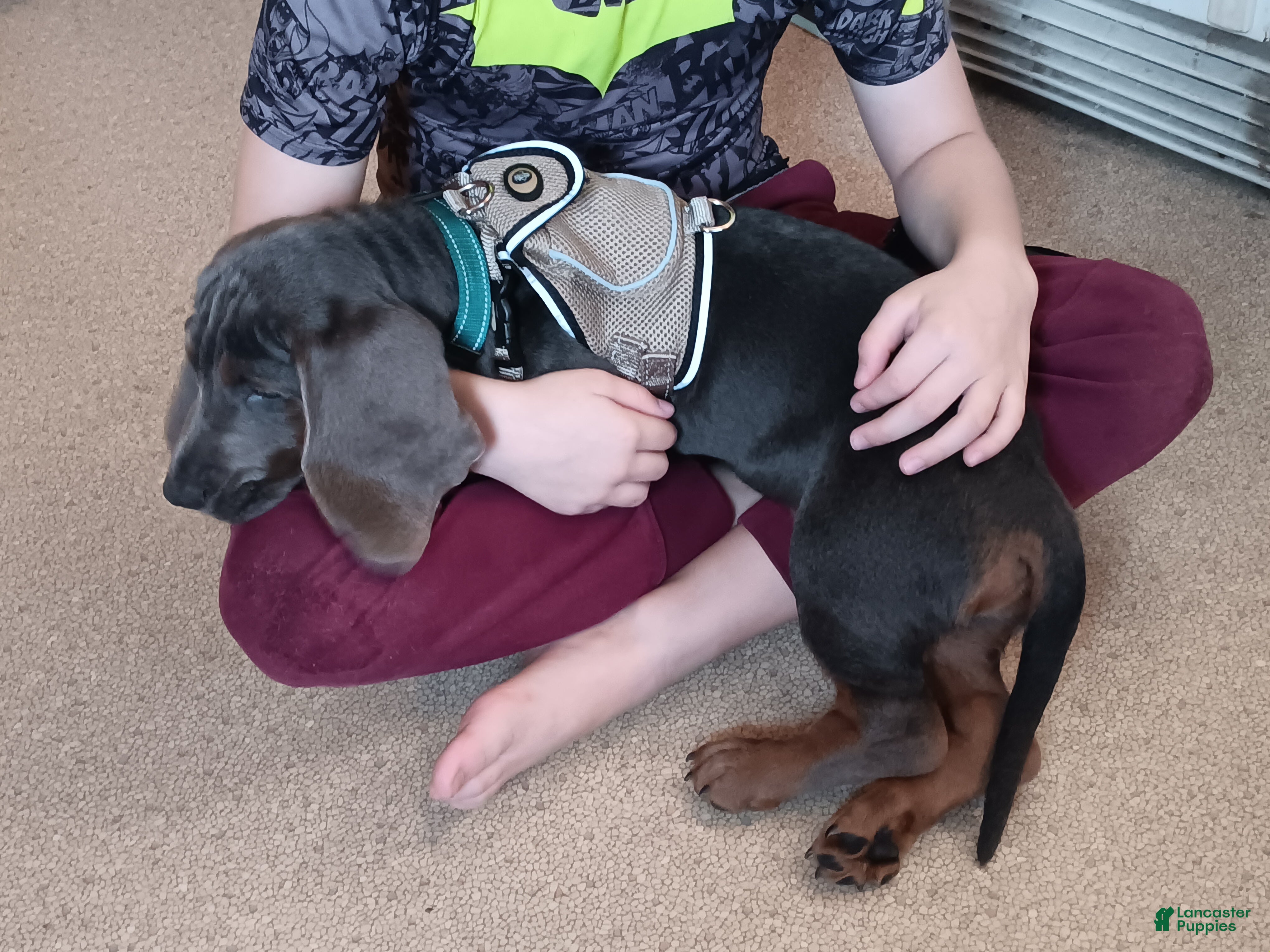 Basset Hound dogs for sale: Tucker  - Ad 3