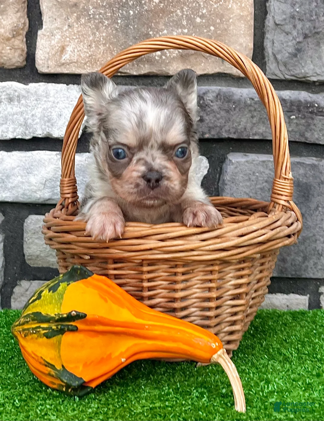 French Bulldog dogs for sale: Diego - Ad 9