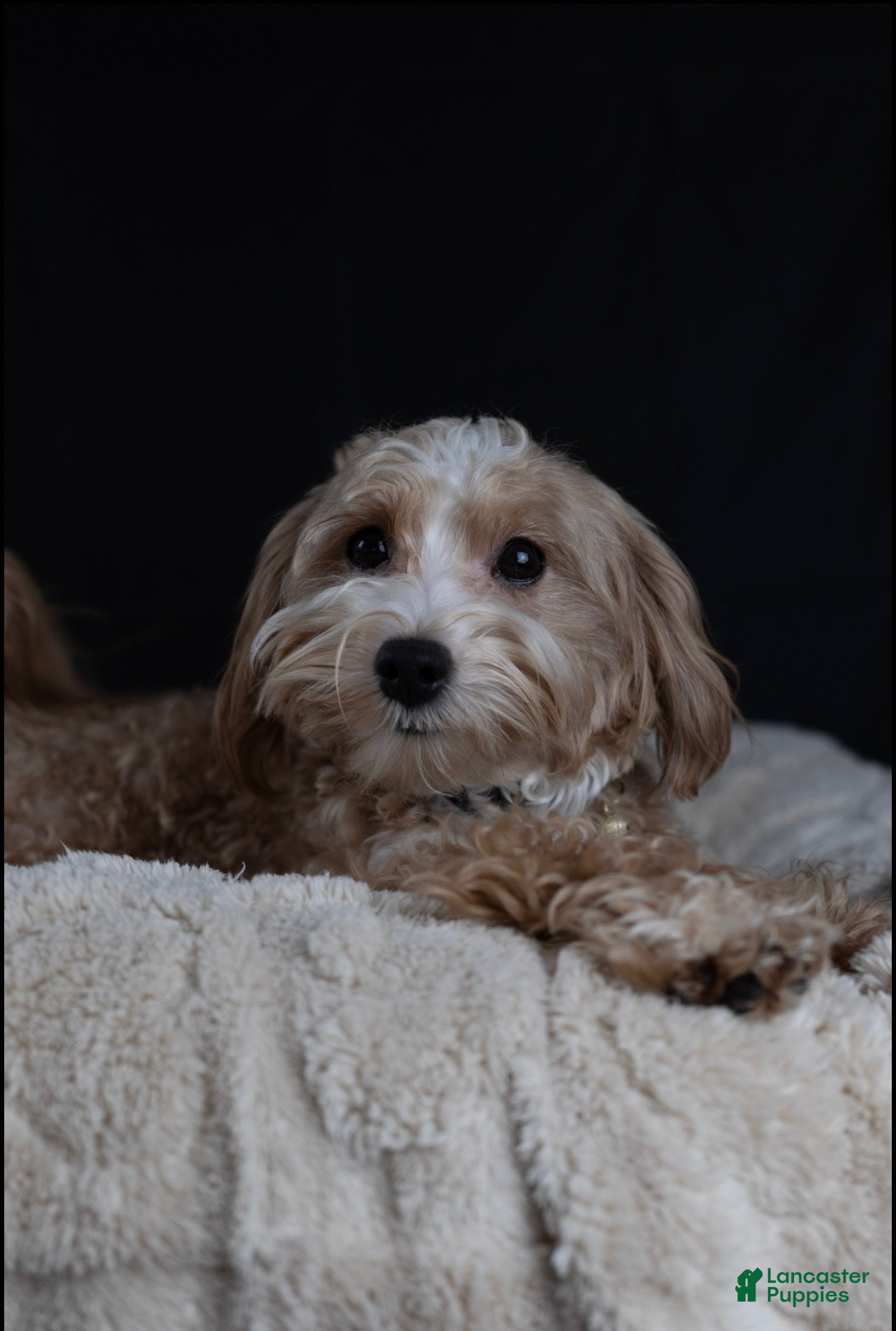 Maltipoo dogs Brick - Ad 2