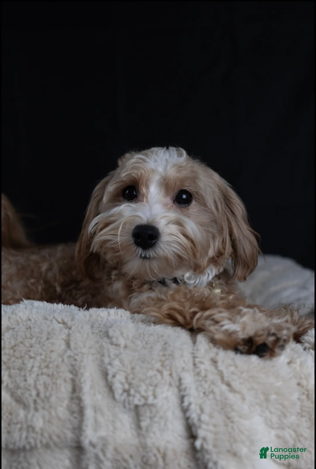 Maltipoo dogs for sale: Brick - Ad 2