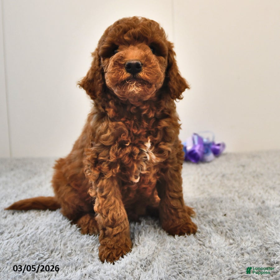 Mini Goldendoodle dogs Bagel - Ad 1